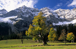 herbstlich verfärbte Ahorn, hinten Rauhkarlspitze und Kaltwasserkarspitze verschneit, kleiner Ahornboden, Karwendel, Tirol, Österreich