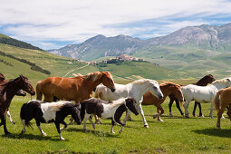 horses near Castelluccio, Piano Grande, Umbria, Italy