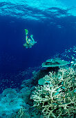 Schnorcheln an Korallenriff, Malediven, Indischer Ozean, Ari Atoll