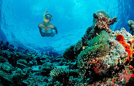 Snorkeling over Coral Reef, Maldives, Indian Ocean, Ari Atoll