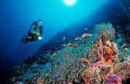 Diver and Maldive Anemonefishes, Amphiprion nigripes, Maldives, Indian Ocean, Meemu Atoll