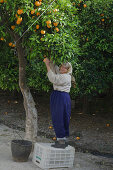 Woman picking oranges, Orange harvest, orange grove, agriculture, Güzelyurt, Morfou, North Cyprus, Cyprus