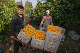 Zwei Männer mit Körber voll mit Orangen, Orangenernte, Orangenhain, Orange, Güzelyurt, Morfou, Nordzypern, Zypern
