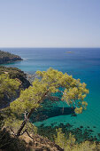 Küstenlandschaft mit Kiefer, Akamas Naturpark, türkis blauen Meer, South Cyprus, Cyprus