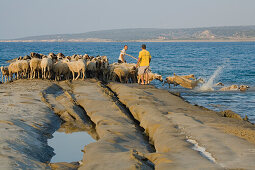 Flock of sheep at the coast near Dipkarpaz, near Rizokarpaso, Karpasia, Karpass Peninsula, Cyprus