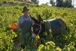 A man picking grapes, Donkey, Grape harvest, Vasa village, Troodos mountains, Cyprus