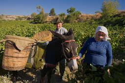 Older woman and man picking grapes, Donkey with baskets full of grapes, Grape harvest, Vasa village, Troodos mountains, Cyprus