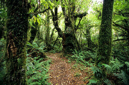 Bäume im Regenwald im Mt. Egmont Nationalpark auf der Nordinsel, Neuseeland