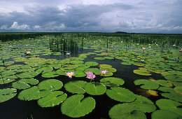 Water lillies on Cooper Creek Billabong, Arnhem Land, Australia