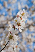Almond Tree Blossoms, Near Cabo Blanco, Mallorca, Balearic Islands, Spain