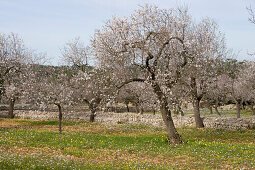 Blühende Mandelbäume, nahe Randa, Mallorca, Balearen, Spanien, Europa