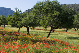 Wildblumenwiese und Mandelbäume, nahe s'Esgleieta, Mallorca, Balearen, Spanien, Europa