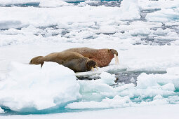 Walrosse, Männchen und Weibchen auf Eisscholle, Odobenus rosmarus, Spitzbergen, Norwegen