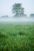 Field with tree and fog in the evening light, Isartal, Wolfratshausen, Bavaria, Germany