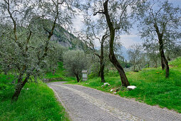 street through olive groove with Station of the Cross, Arco, Trentino, Italy