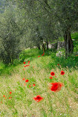 flowering poppy in olive groove, Arco, Trentino, Italy