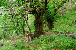 Mid adult woman hiking in forest with ferns, Ticino, Switzerland