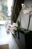 Orchideen in Blumenvases, Wohnzimmer, Dekoration, Wohnen, Lifestyle