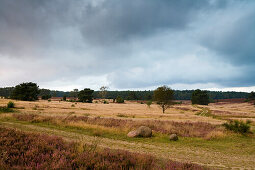 Heather and trees under clouded sky, Luneburg Heath, Lower Saxony, Germany, Europe