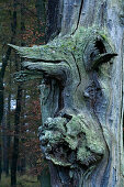 Bäume im Reinhardswald im Herbst, Hessen, Deutschland, Europa