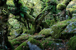 Europe, England, Devon, oak forest Wistman`s Wood in the Dartmoor near Two Bridges