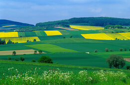 Europe, Germany, Lower Saxony , landscape near Edesheim, canola fields