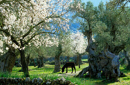 Europe, Spain, Majorca, Valldemossa, blooming almond trees