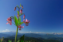 Turk´s cap lily at Hochgern with view to Chiemgau range, Tauern range and Kaiser range, Chiemgau range, Chiemgau, Upper Bavaria, Bavaria, Germany