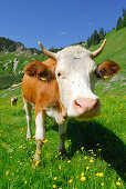 alpine cows on alpine pasture, German Simmental (Spotted Mountain Cattle), Chiemgau range, Chiemgau, Upper Bavaria, Bavaria, Germany