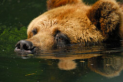 brown bear swimming in water, portrait, Ursus arctos, grizzly