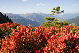 Herbstfärbung in den Bergen, Heidelbeeren, Vaccinium myrtillus, Alpen, Österreich
