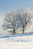 Oak tree in snow, winter landscape, Bavaria, Germany