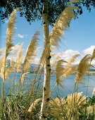 Birke und blühendes Schilfgras am Ufer des Wanaka Sees, Wanaka, Central Otago, Südinsel, Neuseeland