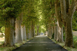 Blick auf eine schattige Platanenallee, Alpes-de-Haute-Provence, Provence, Frankreich