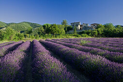 Blooming lavender field in front of the village Auribeau, Luberon mountains, Vaucluse, Provence, France