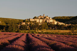 Blooming lavender field in front of the village Banon in the morning, Alpes-de-Haute-Provence, Provence, France