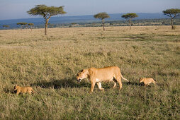 Lioness with two cubs at Masai Mara National Park, Kenya, Africa