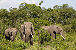 Three african elephants in front of trees at Masai Mara National Park, Kenya, Africa