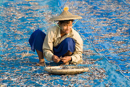 Woman drying fish near Ngapali Beach, Gulf of Bengal, Rakhine State, Myanmar, Burma