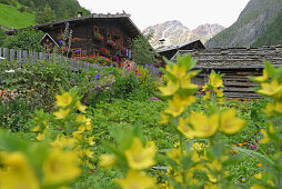 Garden and alpine lodge, valley Pfossental, Texel range, Oetztal range, South Tyrol, Italy