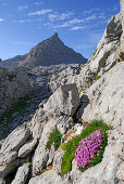 moss campion in beneath Schönfeldspitze, silene acaulis, Steinernes Meer range, Berchtesgaden range, Salzburg, Austria