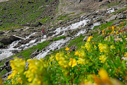 sea of flowers with young woman hiking on trail with bridge crossing stream, ascent to hut Schwarzenberghütte, Hohe Tauern range, National Park Hohe Tauern, Salzburg, Austria