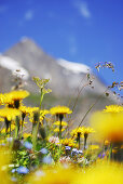 Close-up of flower meadow, National Park Hohe Tauern, Salzburg, Austria