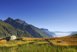 Herbstlich verfärbte Moorwiese, Stubaier Alpen, Stubai, Tirol, Österreich