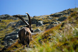 Steinbock, Capra ibex, Tribulaungruppe, Stubaier Alpen, Stubai, Tirol, Österreich