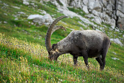 ibex at notch Fuerschiessersattel near hut Kemptner Huette, capra ibex, Allgaeu range, Allgaeu, Swabia, Bavaria, Germany