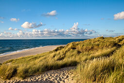 Dunes on Ellenbogen, Sylt Island, North Frisian Islands, Schleswig-Holstein, Germany