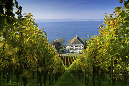 Weingut und Weinstube Haltnau in den Weinbergen am Bodenseeufer zwischen Meersburg und Haltnau,  Bodensee, Baden-Württemberg, Deutschland