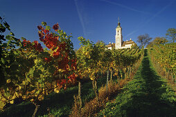 Weinreben vor der Wallfahrtskirche Kloster Birnau unter blauem Himmel, Baden-Württemberg, Deutschland