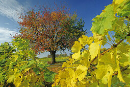 Vineyard with cherry tree, Lake Constance, Baden-Wurttemberg, Germany